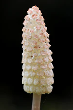 Meadow Horsetail I 2497549506.jpg