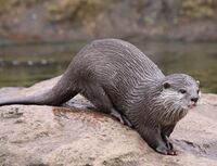 Otter at London Zoo.jpg