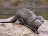 Otter at London Zoo.jpg