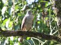 Rufous-thighed Kite (Harpagus diodon).jpg