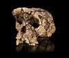 Sahelanthropus tchadensis - TM 266-01-060-1.jpg