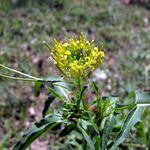 Sisymbrium irio flower.JPG