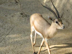Slender-horned gazelle (Cincinnati Zoo).jpg