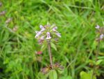 Stachys arvensis 01.jpg