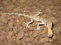 Tenuidactylus caspius.png