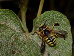 Trachusa pubescens male 1.jpg