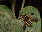 Trachusa pubescens male 1.jpg