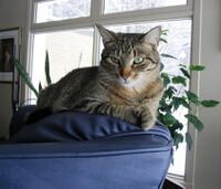 Une chatte spéciale.JPG
