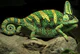 Yemen Chameleon (cropped).jpg
