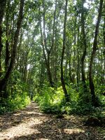 (128) - Jozani Chwaka National Park.jpg