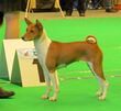 Basenji r-w Narva CACIB 2014.JPG