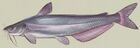Blue catfish