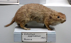 Citellus pygmaeus - Museo Civico di Storia Naturale Giacomo Doria - Genoa, Italy - DSC02783.JPG