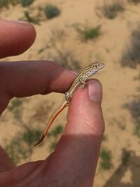 Eremias velox juvenile.jpg