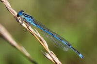 Erythromma lindenii 5(loz).jpg