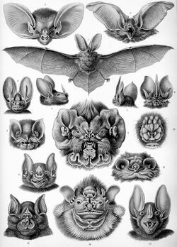 Ernst Haeckel, Kunstformen der Natur. 1904 г. çинчи ӳкерчĕк