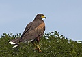 Harris' Hawk (Parabuteo unicinctus) (10684271643).jpg
