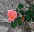 Hybrid tea rose - Korlita.jpg