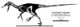 Linheraptor skeletal.jpg