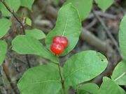 Lonicera chamissoi 2.JPG