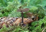 Ohrlöffelstacheling Auriscalpium vulgare.jpg