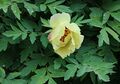 Paeonia lutea
