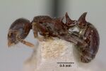 Peronomyrmex greavesi casent0172264 profile 1.jpg