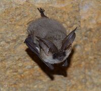 Plecotus austriacus2.jpg