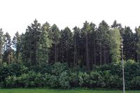 Spruce Forest in Znamenskoe-Sadki Estate.jpg