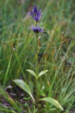 Swertia perennis-01-Kaernten-2008-Thomas Huntke.jpg