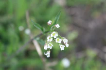 Tasznik pospolity vongrzanka.jpg