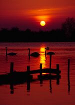 Tring Reservoirs sunset.jpg