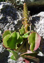 Umbriculus horizontalis.JPG