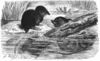Wasserspitzmaus-drawing.jpg