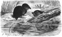 Wasserspitzmaus-drawing.jpg