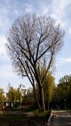 Тополи Бурдзинского