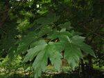 Acer diabolicum2.jpg