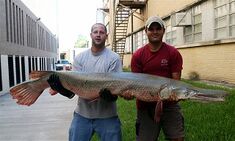 Alligator Gar 6 Feet 129 lbs Brazos River 8 Nov 04a.jpg