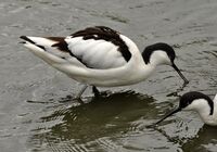 Avocet at Living Coasts.jpg