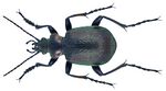 Calosoma inquisitor (Linné, 1758) Männchen (3563559278).jpg