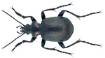 Calosoma inquisitor (Linné, 1758) Männchen (3563559278).jpg