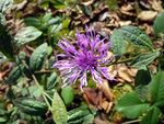 Centaurea salicifolia-1.JPG