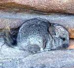 Chinchilla brevicaudata.jpg