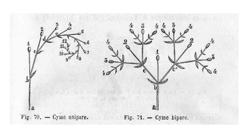 Cymes unipare & bipare - schéma.jpg