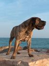 Dogo Canario bearb.jpg