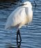 Egretta garzetta Linne.jpg