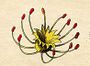 Ehret-Methodus Plantarum Sexualis-L.jpg