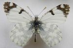 Euchloe ausonia (Hübner, 1804).JPG