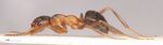Formica-forsslundi-lateral-am-lg.jpg