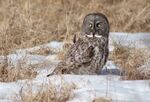 Great Gray Owl on snow.jpg